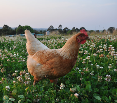 Fountaindale free range Eggs